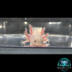 Dirty_Leucistic_Axolotl_2