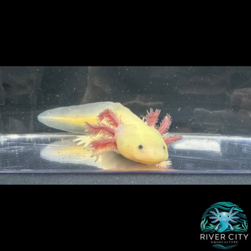 GFP_Leucistic_Axolotl_2