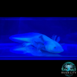 GFP_Leucistic_Axolotl_4