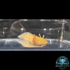 Golden_Albino_Axolotl_2