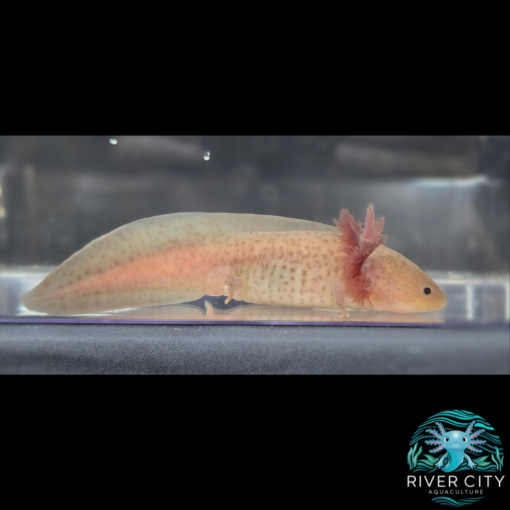 Melanoid_Axanthic_Copper_Axolotl_1