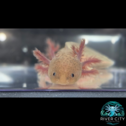 Melanoid_Axanthic_Copper_Axolotl_2