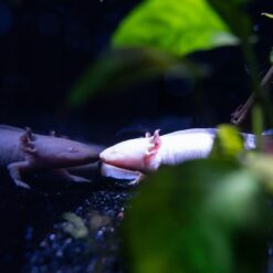 Axolotl Reassurance