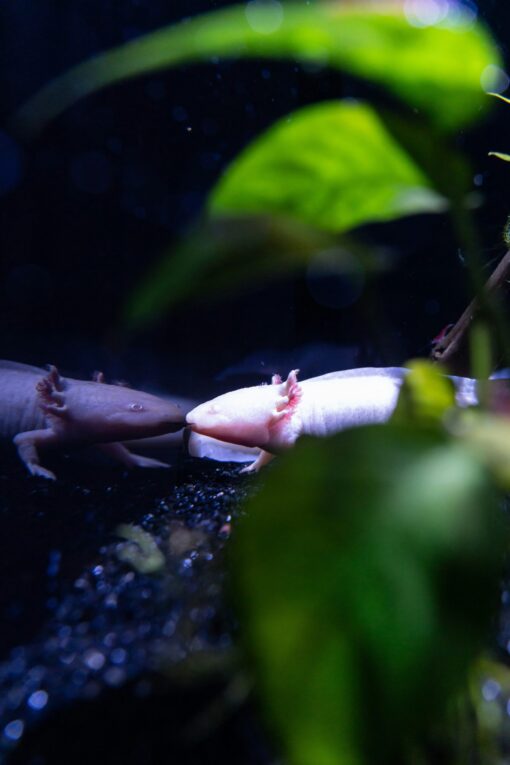 Axolotl Reassurance