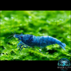 Blue_Velvet_Shrimp_WM1