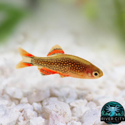 Galaxy_Rasbora_WM