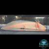 _Albino_Axolotl_1_WM