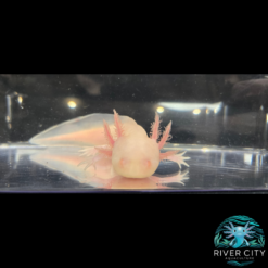 _Albino_Axolotl_2_WM