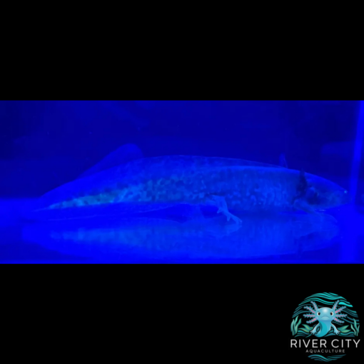 GFP Wild Type Axolotl - Image 3