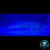 GFP_Wild_Axolotl_3_WM