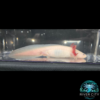 Leucistic_Axolotl_1_WM