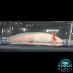 Leucistic_Axolotl_1_WM