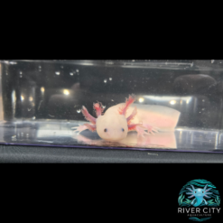 Leucistic_Axolotl_2_WM