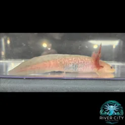 Axanthic_Copper_Axolotl_1_WM