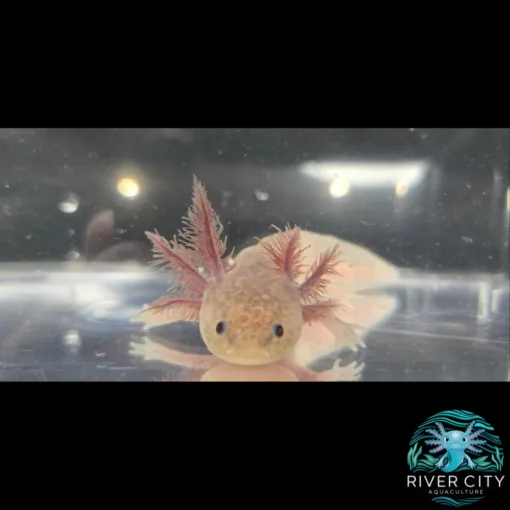 Axanthic_Copper_Axolotl_2_WM