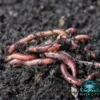 Red_Wiggler_Worms